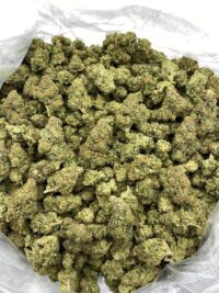 Buy Gelato 41 Online