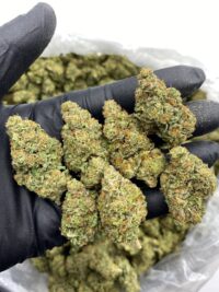 Gelato 41 Weed