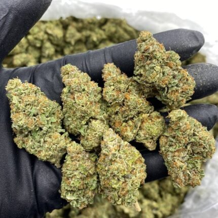Gelato 41 Weed