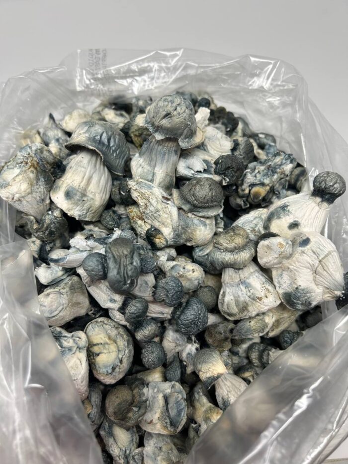 APE Magic Mushrooms