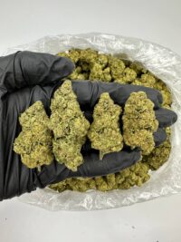 Cheetah Piss Marijuana Strain