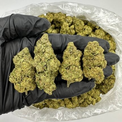 Cheetah Piss Marijuana Strain