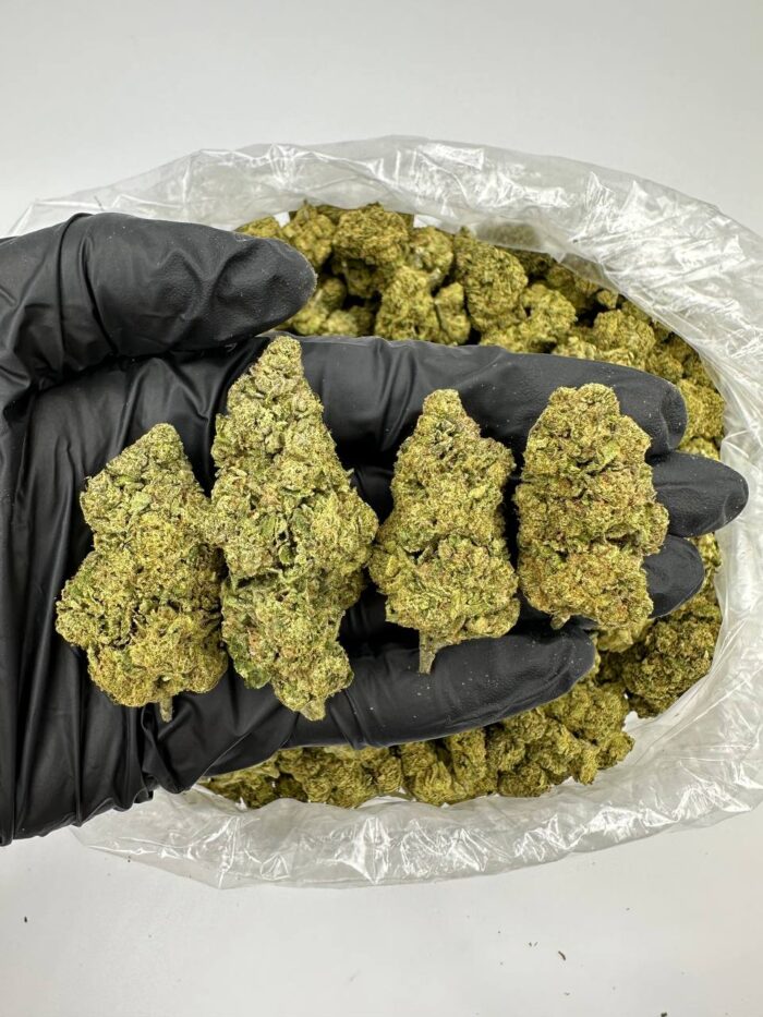 Cheetah Piss Marijuana Strain