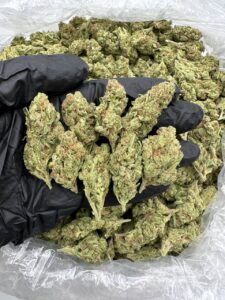 Sour Diesel Cannabis