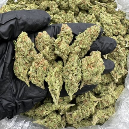 Sour Diesel Cannabis