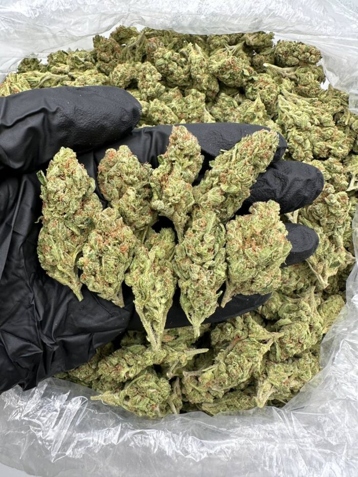Sour Diesel Cannabis