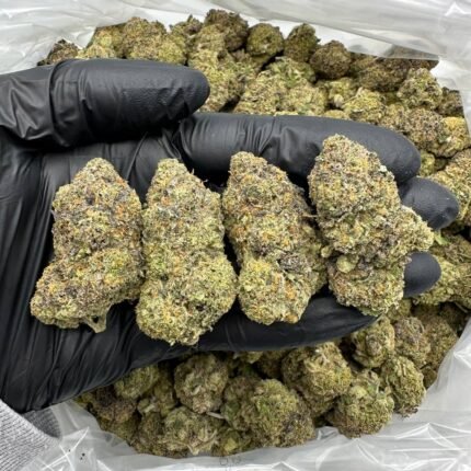 Acai Berry Gelato Marijuana Strain