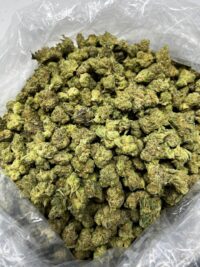 Acai Berry Gelato Smalls