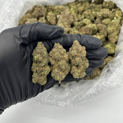 Where to buy Blackwater OG Cannabis Strain