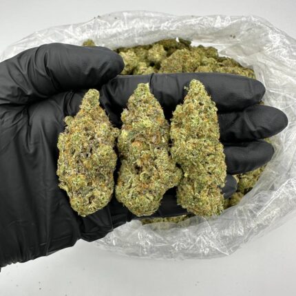 Chauffeur Marijuana Strain