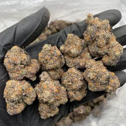 Candy Runtz Cannabis Strain