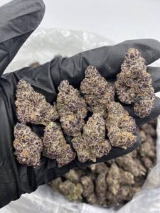 Bubblegum Nerdz Cannabis Strain