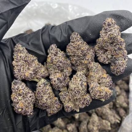 Bubblegum Nerdz Cannabis Strain